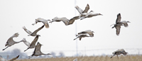 Sandhill Cranes 3553